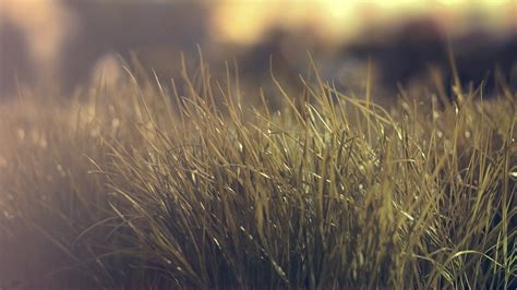 Wallpaper Sunlight Depth Of Field Sunset Nature Plants Branch