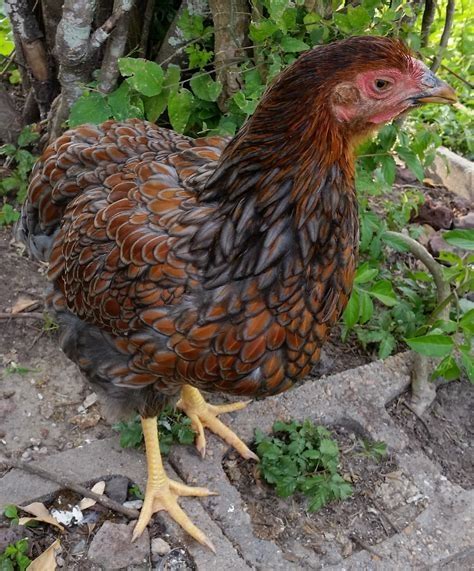 Blue Laced Red Wyandotte Hard Run Acres