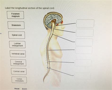 Asesino Geolog A Marco Polo Longitudinal Section Anatomy Acampar