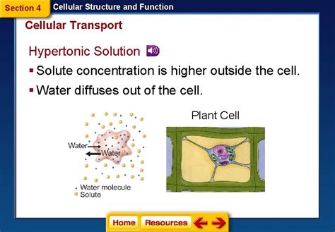 Section Cellular Structure And Function Cellular Transport