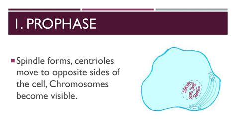 Focus Lesson Cell Cycle Organelles Ppt Download