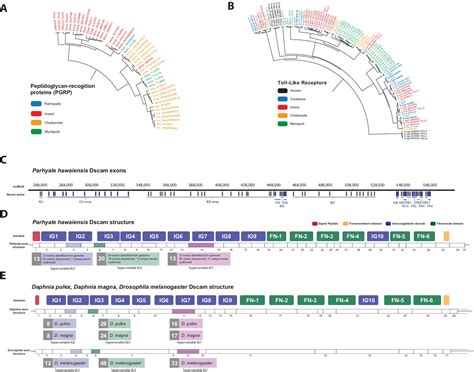 Figures And Data In The Genome Of The Crustacean Parhyale Hawaiensis A