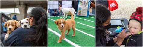 Austin Humane Society's 16th Annual Puppy Bowl - Community Calendar - The Austin Chronicle