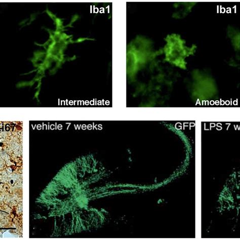 Microglia And Newly Generated Neurons In The Neurogenic Niche Of The