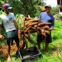 Macaxeira gigante 40 quilos é colhida em Fernando de Noronha