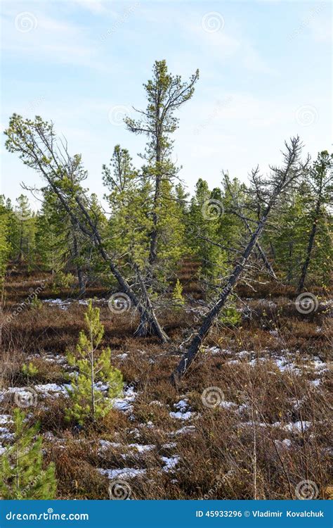 Forest Landscape In Autumn In The Russian Taiga Stock Photo Image Of