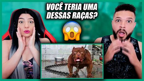 As 10 Raças De Cachorros Mais Perigosas Do Mundo Refúgio Mental