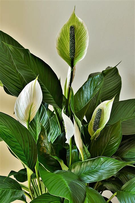 The Ultimate Guide To Peace Lily Care