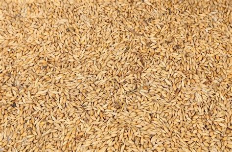 Organic Golden Wheat Grain At Rs 22 Kg Whole Wheat In Dhar ID