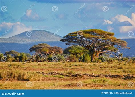 Savanna Landscape In Africa Amboseli Kenya Stock Photo Image Of