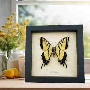 North American Butterfly Collection Real Framed Butterflies