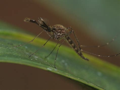Aedes Vexans Wallpapers Wallpaper Cave