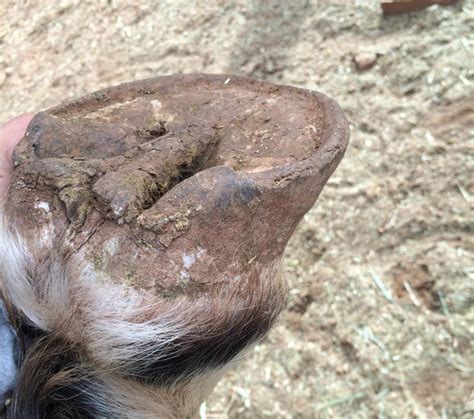 Stella S Hooves Before Shots Cattle Hoof Trimming In Wisconsin