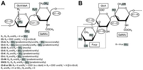 A Representative Repeating Disaccharide Unit Of Chondroitin Sulfate