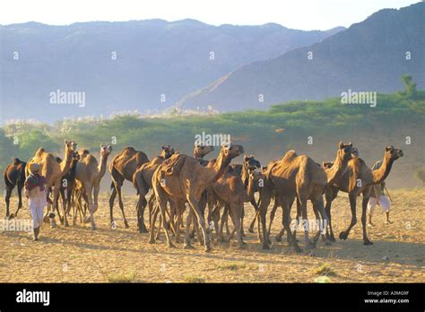 India Pushkar Camel Fair Stock Photo Alamy