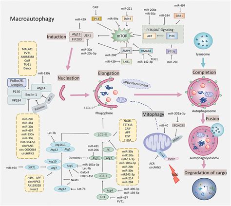 Frontiers The Regulatory Role Of Non Coding Rna In Autophagy In