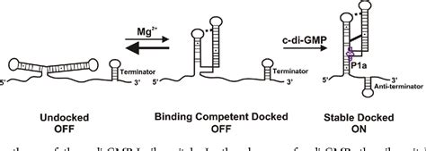 Figure 6 From Allosteric Tertiary Interactions Preorganize The C Di GMP