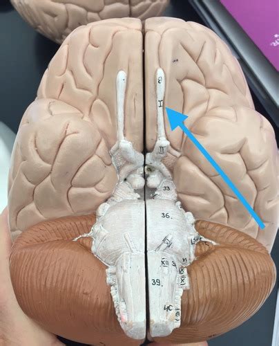 Cranial Nerves And Reflexes Flashcards Quizlet