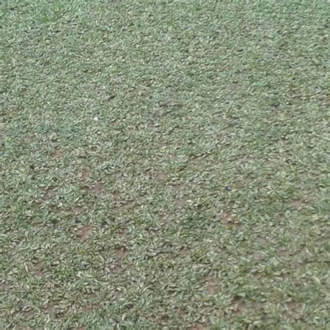 Jual Rumput Gajah Mini Varigata Gajah Mini Varigata M Persegi