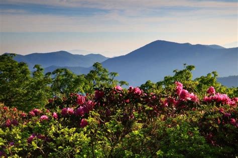 Craggy Gardens - Milepost 364 - Blue Ridge Parkway (U.S. National Park Service)