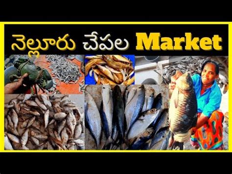 Nellore Fish Market I I Live Fish Market I Famous