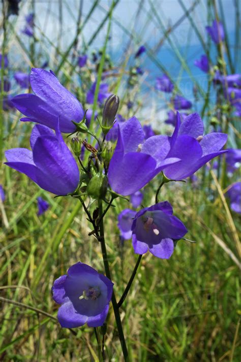 Purple Wildflowers Northumberland England Stock Photo Dissolve