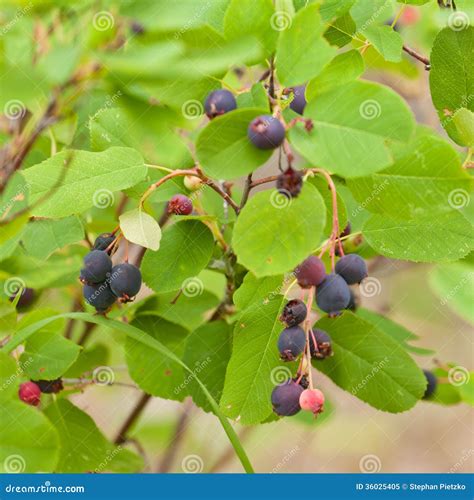 Amelanchier Amelanchier Royalty Free Stock Photo