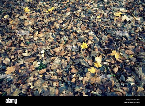 Abstract Leaf Backgrounds Fallen Leaves On The Forest Floor Stock Photo