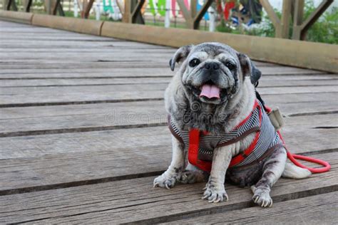 Old and Cute Chubby Pug Dog Portrait Smiling with Tongue and Teeth Funny Face Concept of Dog ...