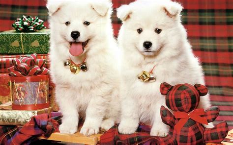 Puppies Christmas Wallpapers - Wallpaper Cave