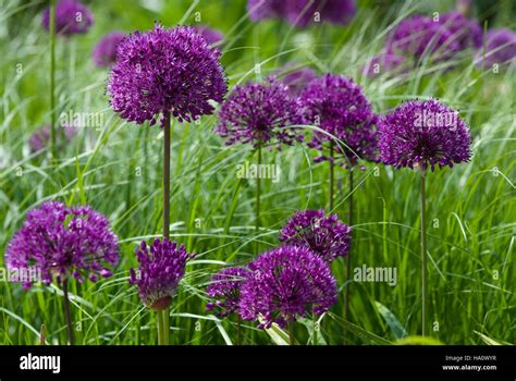 Allium Hollandicum Purple Sensation Stock Photo Alamy