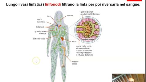 Apparato Circolatorio Circolazione Sanguigna E Sistema Linfatico YouTube