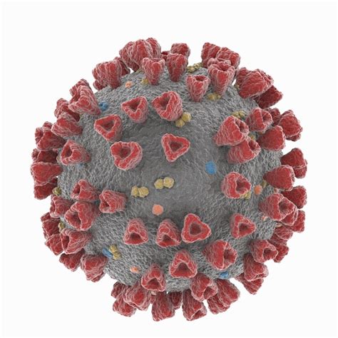 3D Model Coronavirus 2019 NCoV SARS CoV 2 Covid 19 VR AR Low Poly