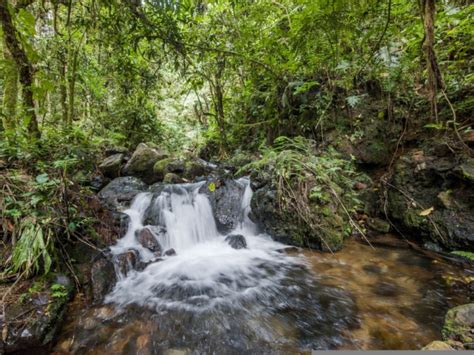 Bwindi Impenetrable Forest, Uganda - African Safaris Ltd