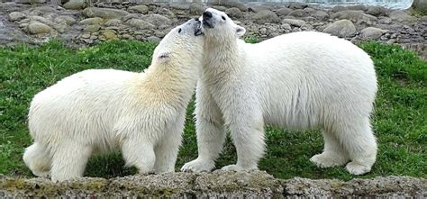 Detroit Zoo Polar Bear Cubs Find New Home | The Animal Facts