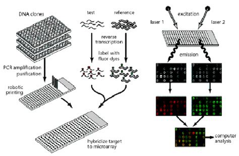 General Scheme Of Cdna Microarray From Expression Profiling Using