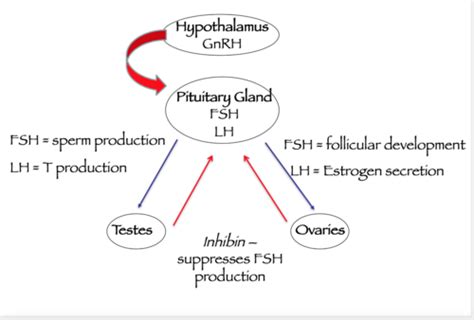 Ch 5 Sex Hormones And Sexual Differentiation Flashcards Quizlet