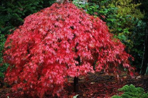 A Jap N Juhar Ujjas Juhar Acer Palmatum Gondoz Sa Citygreen Hu