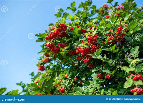 Cachos De Framboesas De Viburno Que Crescem Em Mato No Jardim Foto De