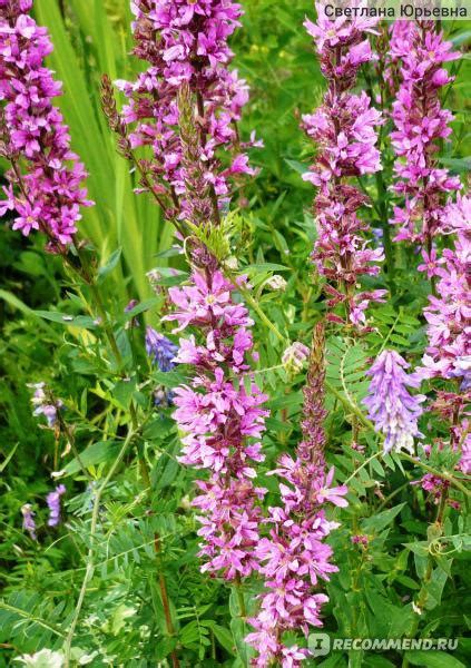 Дербенник иволистный (Lythrum salicaria) - «Плакун-трава» | отзывы