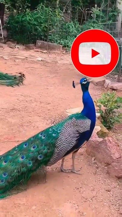 Peacock🦚🦚🦚 Shorts Youtube