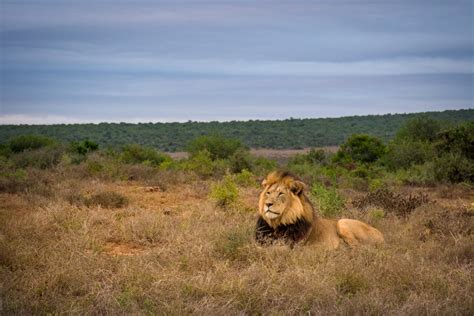 The Best Elephant Spotting Route In Addo Elephant National Park