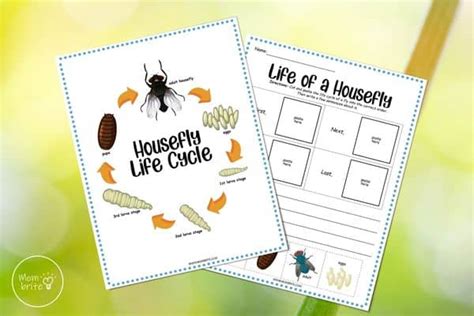 Life Cycle of a Fly (Free Printable Worksheets) | Mombrite