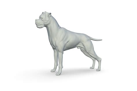 Boxer 3d Model Turbosquid 2214005