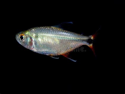 characidae family stock   royalty  stock