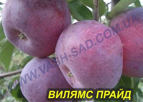 Плодовый питомник, плодовые деревья, яблоня, сорт яблони Вертикаль ...