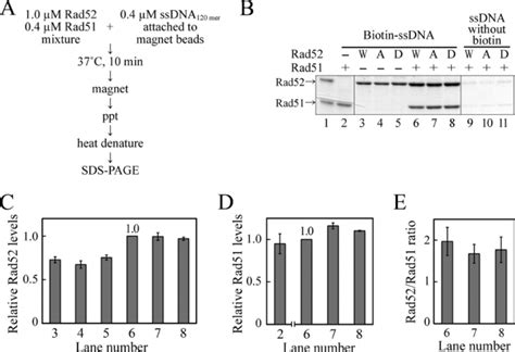 SsDNA Binding Of The Rad51 Rad52 Complex Containing The Rad52 Mutants