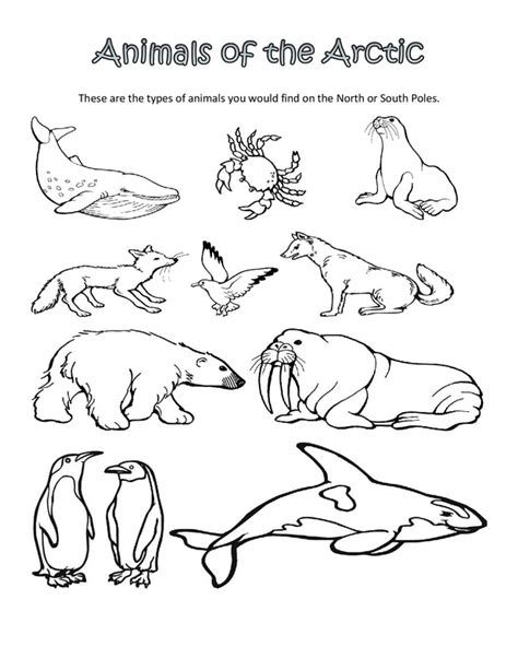 Arctic Animals Coloring Pages For Preschoolers at GetDrawings | Free ...