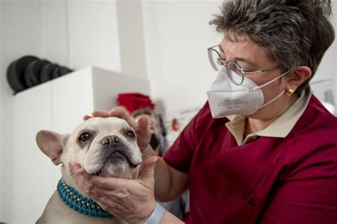 Zahnheilkunde F R Tiere Bad Oeynhausen Praxis Dr Tunkel