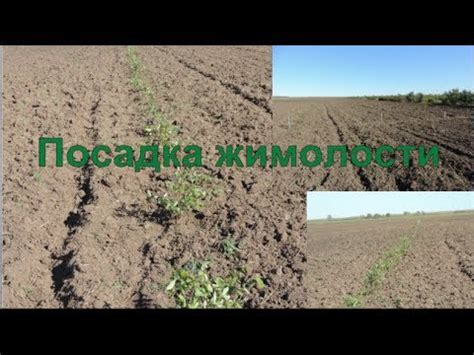 Посадка жимолости. Осенняя посадка жимолости - YouTube